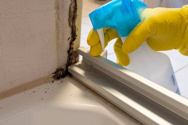 Best Attic Mold Removal  in Mount Holly Springs, PA