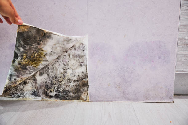Best Commercial Mold Removal  in Mount Holly Springs, PA